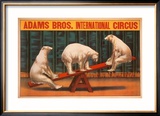 Adams Bros. International Circus Poster