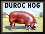 Duroc Hog Framed Giclee Print