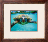 Honu, Turtle Framed Giclee Print by Kirk Lee Aeder