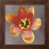 Sunshine Tulip Art by Erin Clark Sunshine Tulip Art by Erin Clark