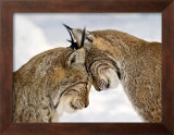 Two Lynx Print