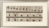 Bird Posters by Eadweard Muybridge
