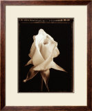 Rose Blossom Posters por Alan Majchrowicz