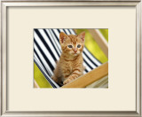 Chaton Roux Prints by Jean-Michel Labat