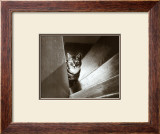 Cat in the Stairs Prints by Marie Babey