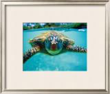 Honu, Turtle Framed Giclee Print by Kirk Lee Aeder