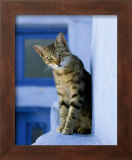 Greek Cat Prints by Hubert & Klein 