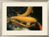 Golden Japanese Koi Fish Print by Ryuji Adachi