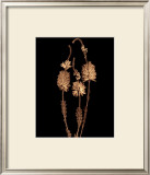 Heather Prints by Joyce Tenneson