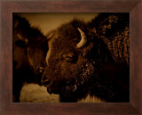 Western Buffalo Framed Giclee Print by Jim Tunell