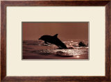 Delphinus Delphis Art by Bob Talbot