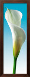 Turquoise Callas Trilogy III Prints by Inka Vogel