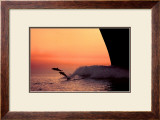 Flight Prints by Bob Talbot