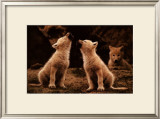 First Song Prints by Jim Brandenburg
