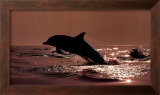 Delphinus Delphis Prints by Bob Talbot