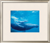 Humpback Mother and Calf Framed Giclee Print by Michael S. Nolan