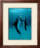 Danse Des Dauphins Posters by Bob Talbot