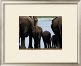 Elephants Print by Philippe Bourseiller