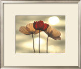 Icelandic Poppies Posters by Yoshizo Kawasaki