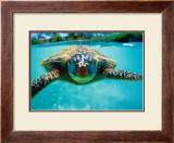 Honu, Turtle Art by Kirk Lee Aeder