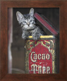 Kitten in Box Print by Hubert 