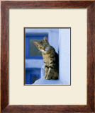 Greek Cat Posters por Hubert & Klein Greek Cat Posters por Hubert & Klein
