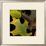Vivid Leaves II Posters