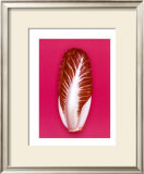 Radicchio, 2001 Prints by Kit 