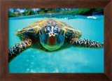 Honu, Turtle Prints by Kirk Lee Aeder