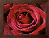 Rose Posters by Christian Sarramon