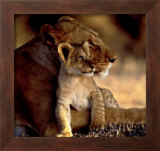 Lioness with Cub Posters by Michel & Christine Denis-Huot
