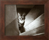 Cat in the Stairs Prints by Marie Babey