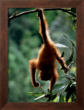 Natural Gymnast Prints by Anup Shah