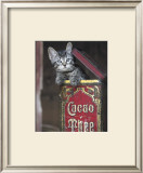 Kitten in Box Poster by Hubert 