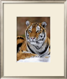 Siberian Tiger Posters by Mauritius 