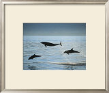 Bottlenose Dolphin Posters by Francois Gohier