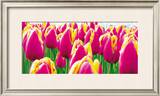 Tulips Posters by Jan Lens