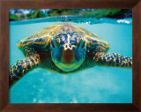 Honu, Turtle Framed Giclee Print by Kirk Lee Aeder