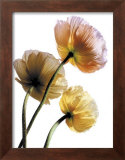 Poppies Prints by Cédric Porchez