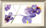Lucid Iris II Print by S & R Rasheed