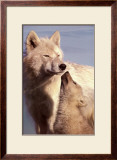 Wolf Harmony Poster by Jim Brandenburg