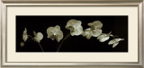 Orchid Spray Prints by J.k. Driggs