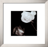 Two Roses Art by Angelos Zimaras