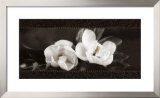 Soft Magnolias I Prints by Christine Elizabeth