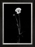 Viola Print by Pike 