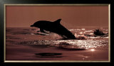 Delphinus Delphis Print by Bob Talbot