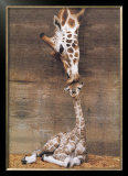 Giraffe, First Kiss Posters