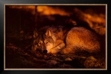 Peace in the Forest Prints by Jim Brandenburg
