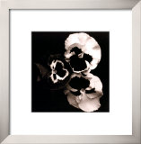 Pansies Prints by Angelos Zimaras