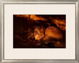 Peace in the Forest Art by Jim Brandenburg